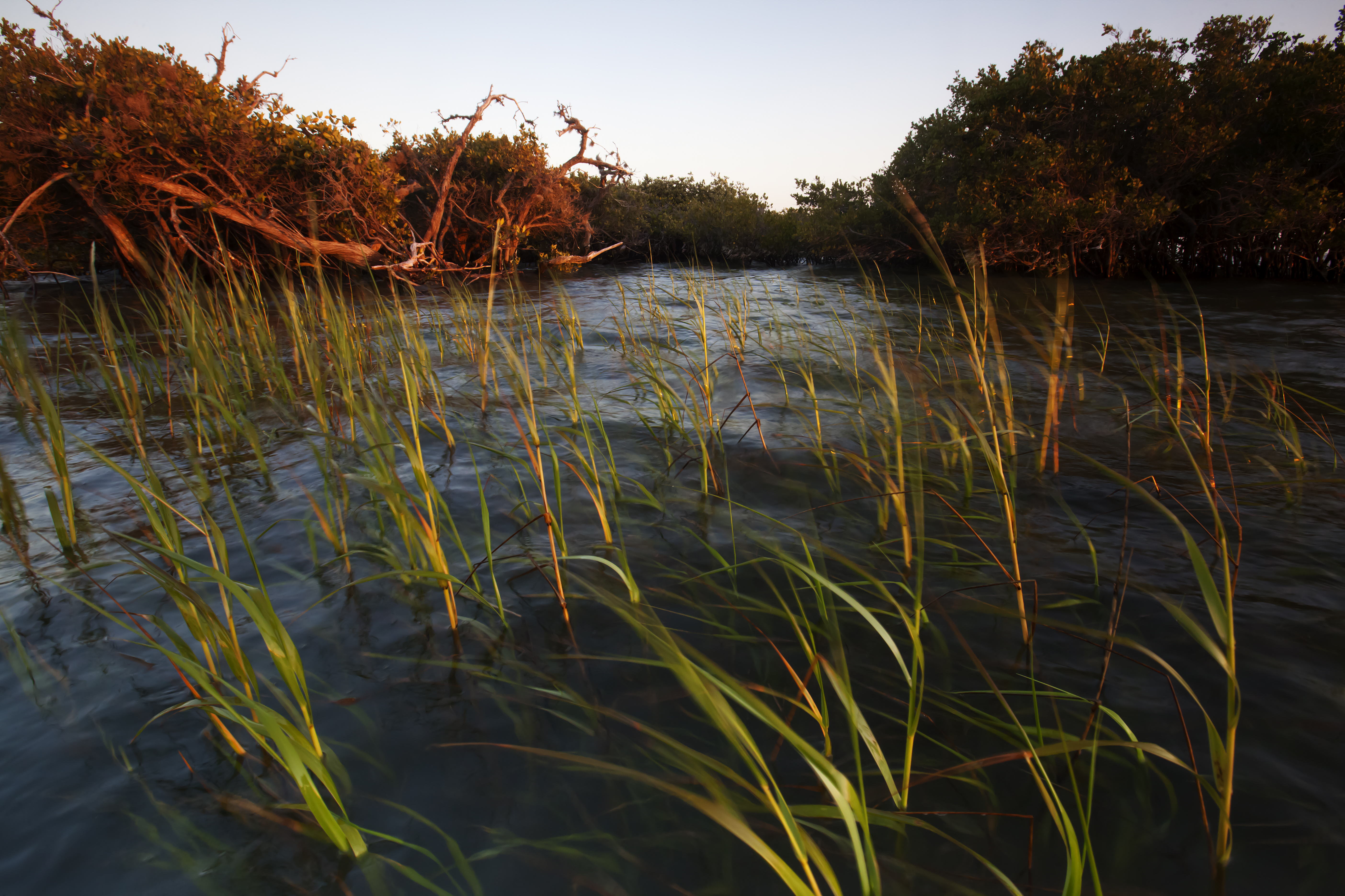Wetlands, mangroves, Bahia Magdalena, Baja California Peninsula, Mexico, June